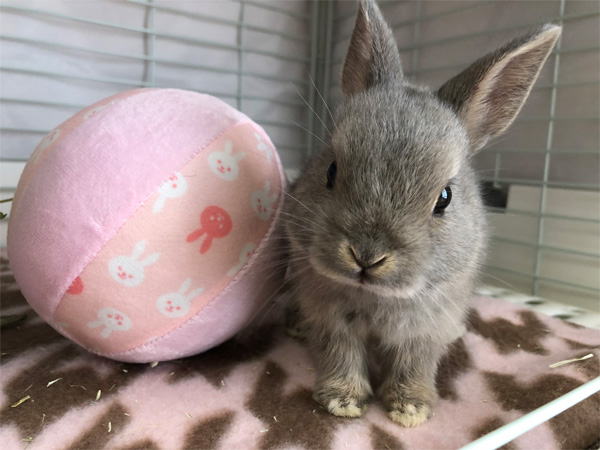 まんまるうさぎ