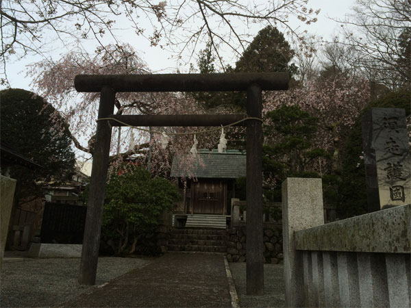 富士学校桜